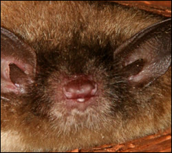 Bat control in Shively