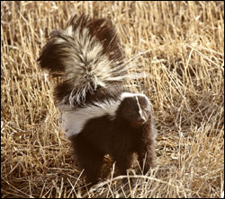 Skunk control in Shively